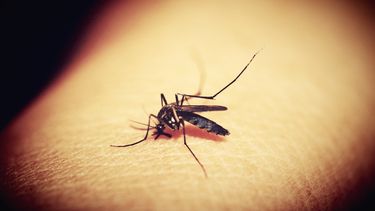 Use un repelente adecuado cuando salga a la intemperie.