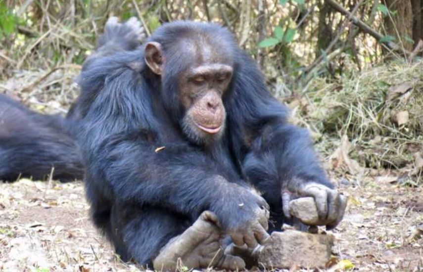 Cultura de los chimpancés es más humana de lo esperado