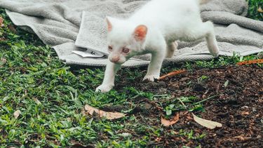 Esta foto cedida por la oficina de comunicaciones del gobierno del Área Metropolitana del Valle de Aburrá muestra lo que describe como el primer felino albino encontrado en Colombia, en el Parque de Conservación de Medellín, Colombia, el jueves 23 de diciembre de 2021.&nbsp; 