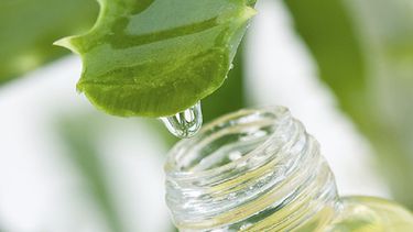 La ciencia encargada de la extracción y uso de estos componentes terapéuticos, se conoce desde hace miles de años como herbolaria. (Archivo)