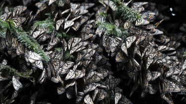 M&uacute;ltiples mariposas monarca se agrupan sobre ramas de &aacute;rboles en el santuario de Amanalco de Becerra, en las monta&ntilde;as cercanas al volc&aacute;n Nevado de Toluca, en M&eacute;xico, el jueves 14 de febrero de 2019.&nbsp;