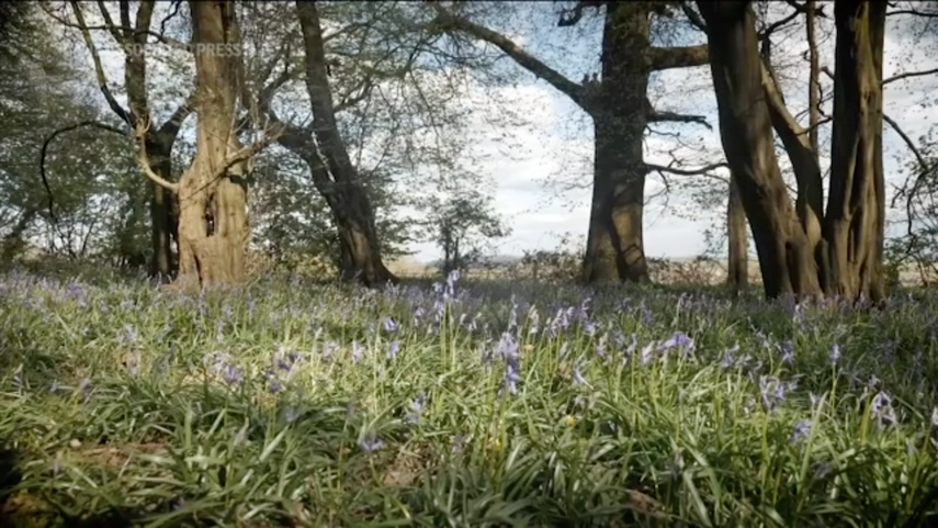 Sólo el 7% de los bosques autóctonos del Reino Unido están en buen estado, según un estudio de The Woodland Trust.&nbsp;