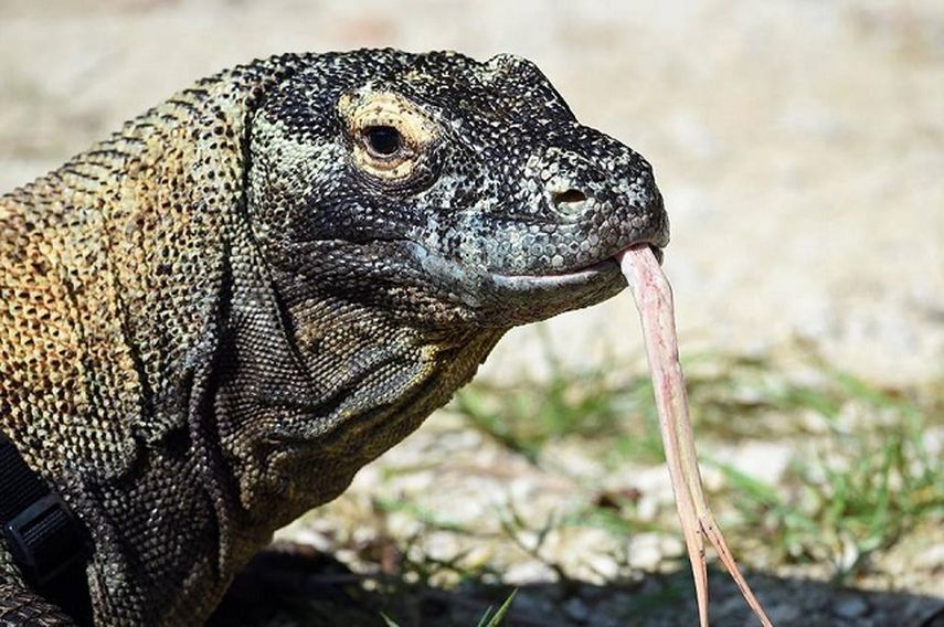El zoológico apuntó que Khaos mostraba siempre un comportamiento tranquilo y nunca se produjo un incidente por agresión (CORTESÍA)