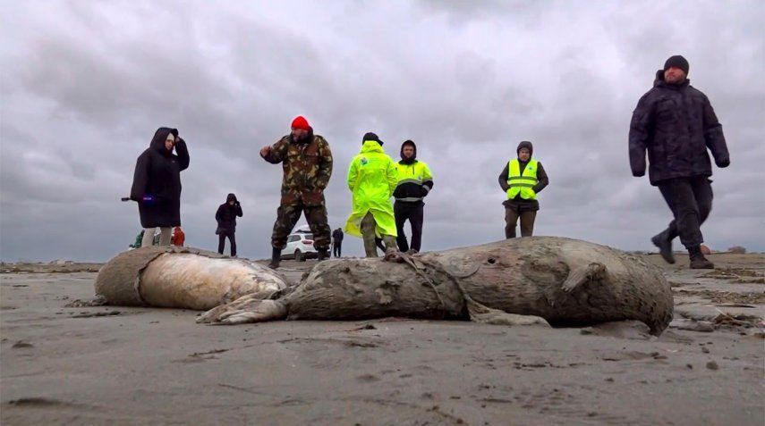 En esta imagen tomada de una grabación proporcionada por la televisora rusa RU-RTR el domingo 4 de diciembre de 2022, periodistas y funcionarios rusos caminan cerca de los cadáveres de focas en la costa del mar Caspio, en Daguestán.&nbsp; &nbsp;