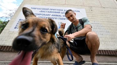 El voluntario Dmytro Popov, un botánico de 28 años, sostiene a un perro fuera de un refugio temporal para animales después de un paseo por un parque circundante en la capital ucraniana, Kyiv, el 9 de junio de 2022.