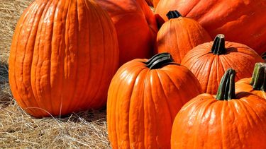 El National Pumpki Day o Día Nacional de la Calabaza se celebra en EEUU según la versatilidad de este fruto importante en la tradición. &nbsp; 
