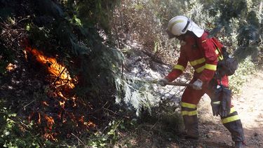 De las siete regiones que han sido atacadas por el fuego, la del Maule es la que encabeza la extensión de los incendios, con 284.000 hectáreas afectadas.