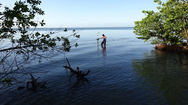 Un manglar de la costa sur cubana.&nbsp;