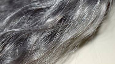 El paso de los años no es el único que influye en la aparición de las canas, según un estudio