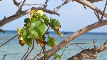 Imagen referencial a una playa.
