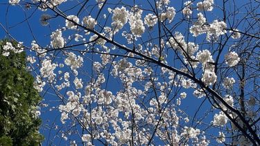 Equinoccio de primavera, estación de floración y siembras&nbsp;