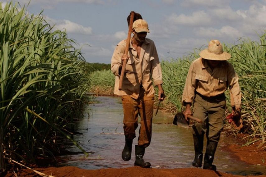 Dos trabajadores camina por un sembrado de caña en Cuba. (ARCHIVO)