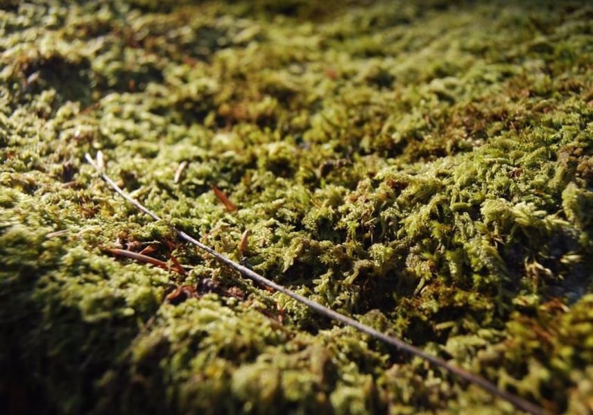 Cultivo de algas.&nbsp;