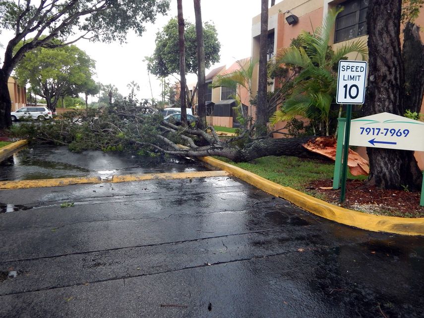 Vista de un árbol caído en un condominio tras los primeros vientos huracanados de este sábado, en Miami.