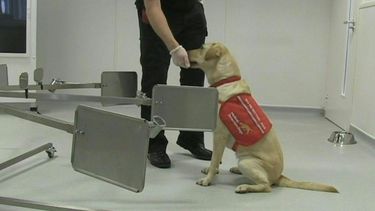 La oeneg&eacute; brit&aacute;nica Medical Detection Dogs cree que s&iacute; y empez&oacute; a entrenar a sus animales para que olfateen el coronavirus tras haber logrado identificar as&iacute; otras enfermedades como el c&aacute;ncer y el p&aacute;rkinson.
