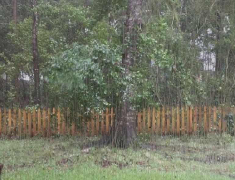 Impresionante momento en el que Matthew arranca de raíz un inmenso árbol