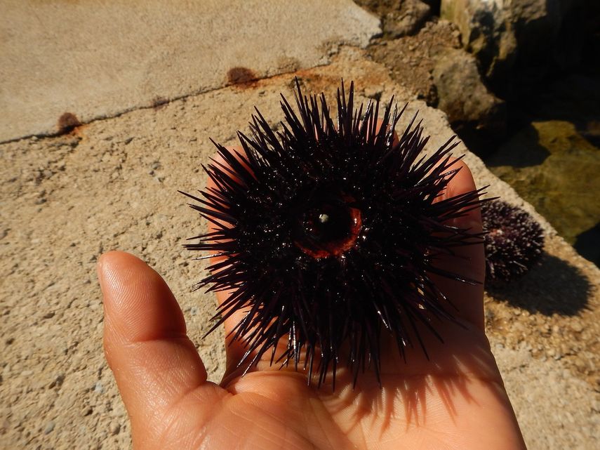 Los famosos arrecifes de coral del mar Rojo generan inquietud entre los cient&iacute;ficos despu&eacute;s de descubrir una enfermedad que est&aacute; provocando la muerte masiva en la poblaci&oacute;n de erizos de mar.