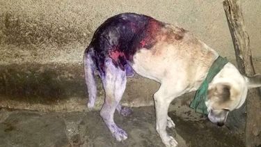 Perrito quemado en Holgu&iacute;n.