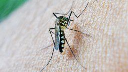 Imagen de un mosquito en el momento que pica en la piel a una persona. Foto referencial.&nbsp;