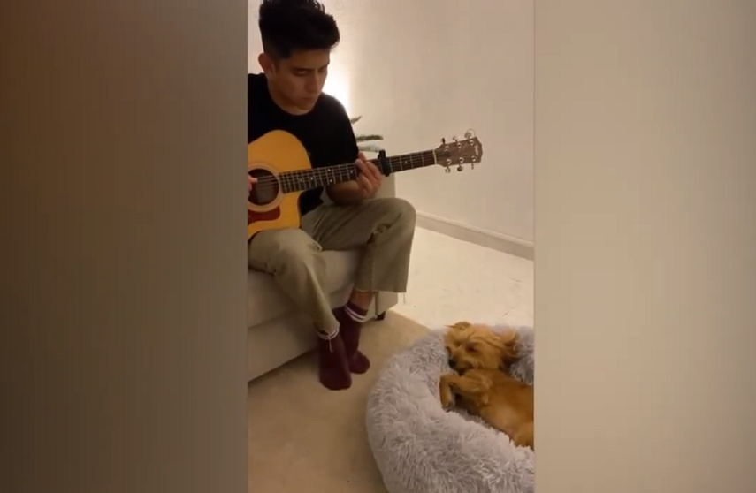 Un perro duerme mientras su due&ntilde;o le toca canciones de cuna.&nbsp;
