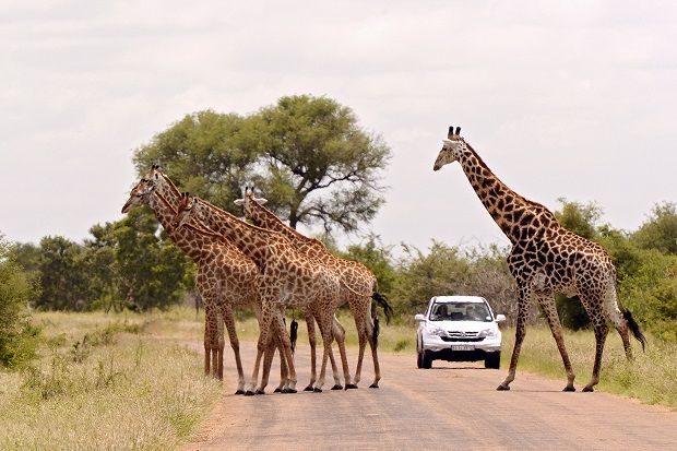 Un Safari En El Parque Nacional Krüger De Sudáfrica