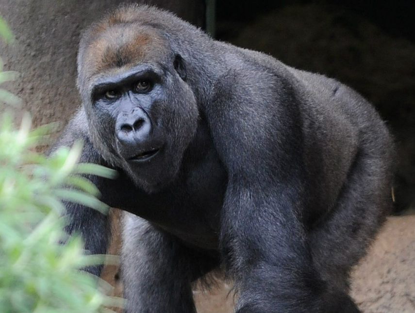 El gorila fue capturado con dardos tranquilizantes