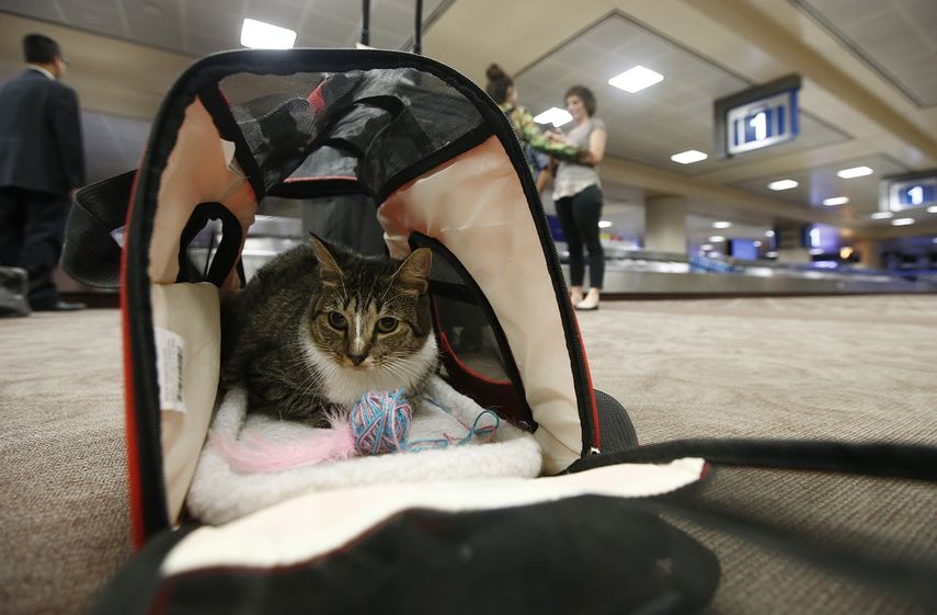 En esta foto de archivo del 20 de septiembre de 2017, el gato Oscar est&aacute; en su bolso de viaje en el Aeropuerto Internacional Sky Harbor de Phoenix, EEUU. Pr&oacute;ximamente las aerol&iacute;neas podr&aacute;n vedar la presencia en la cabina de gatos, conejos o cualquier animal aparte de un perro.&nbsp;