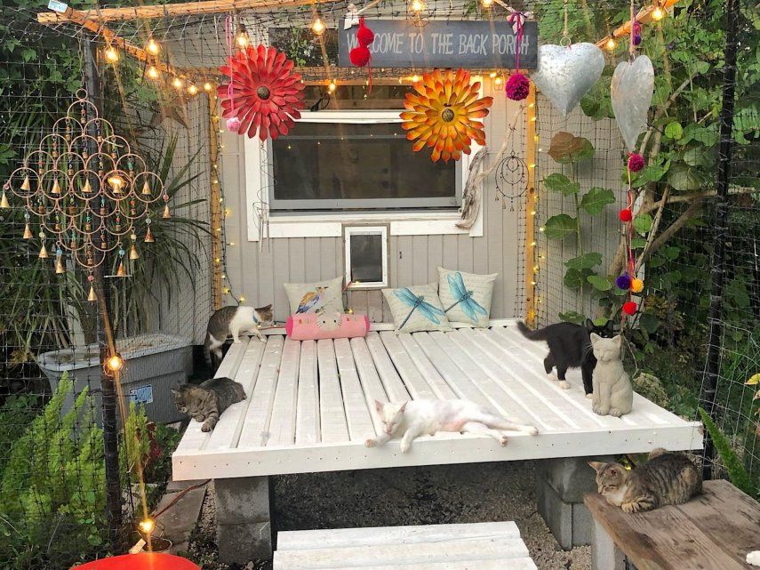Refugio de gatos de Andrea Carrizo, en Miami.