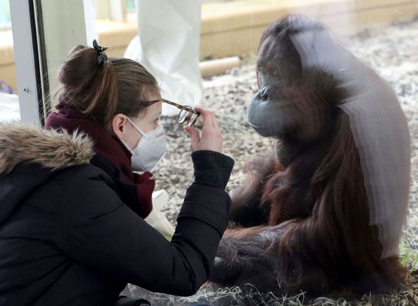 Una visitante observa a través de un cristal a un orangután en el Zoológico Schoenbrunn de Viena. Se comprobó que los animales, sobre todo los simios, pueden contraer el coronavirus, transmitido por el hombre.&nbsp;