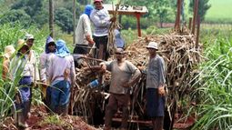 Trabajadores cubanos en campos de caña.