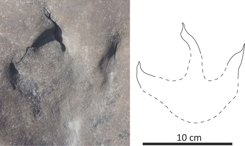 Una huella de terópodo se encuentra en una roca cerca de la orilla occidental del río Kukpowruk, en Alaska.