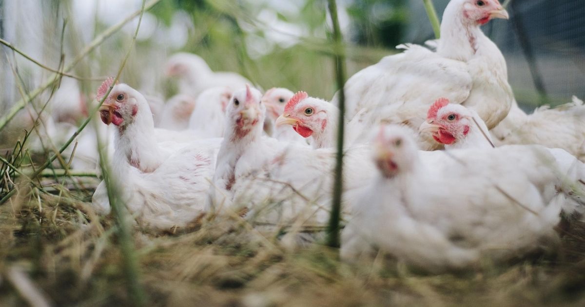 México: Detectan primer caso humano de influenza aviar H5N1