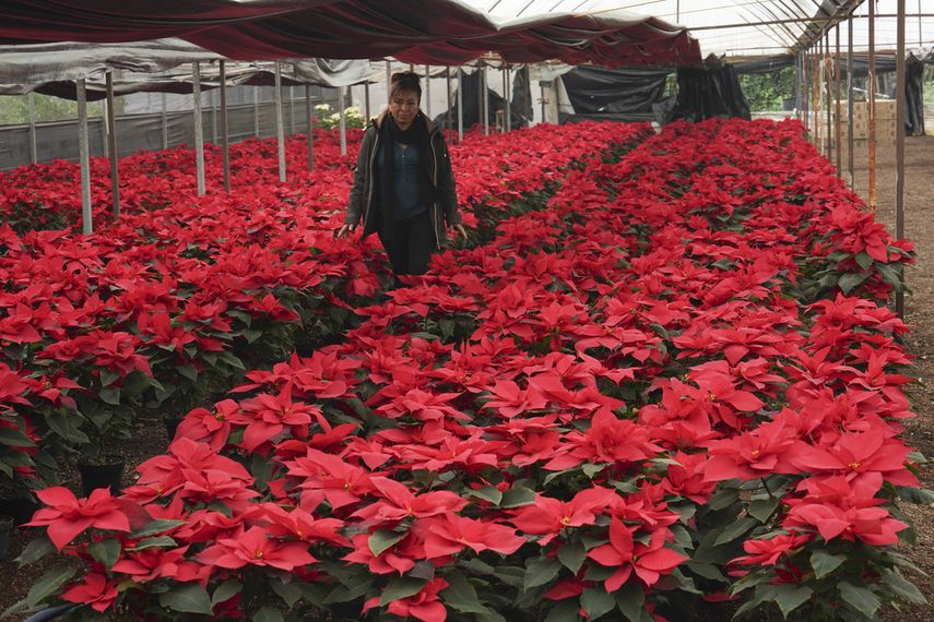 La productora Rosalva Cuaxospa camina entre sus flores de Nochebuena, o poinsettias, en un invernadero de San Luis Tlaxialtemalco, Ciudad de México, el jueves 14 de diciembre de 2023.&nbsp;