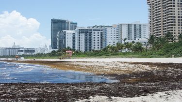 Esta imagen recoge la presencia de algas en la playa de Miami Beach, en 2019.