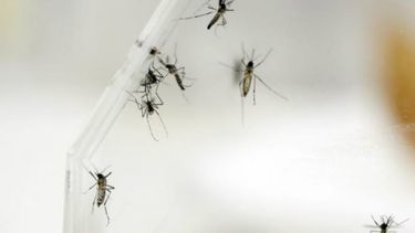 El&nbsp;zika&nbsp;es generalmente transmitido por picaduras de los mosquitos Aedes aegypti, aunque también puede transmitirse de persona a persona por vía sexual y una mujer embarazada contagiada al hijo que espera