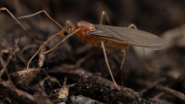 Una hormiga loca amarilla macho (Anoplolepis gracilipes).