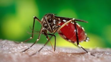 Un mosquito es el transmisor del virus del zika. (ARCHIVO)