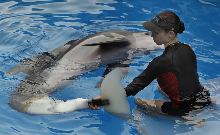 La entrenadora de mamíferos marinos del Clearwater Marine Aquarium Abby Stone trabaja con el delfín Winter el 31 de agosto de 2011 en Clearwater, Florida. 