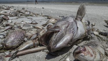 Esta imagen recoge la presencia de la marea roja durante el verano pasado, en la costa oeste de la Florida.