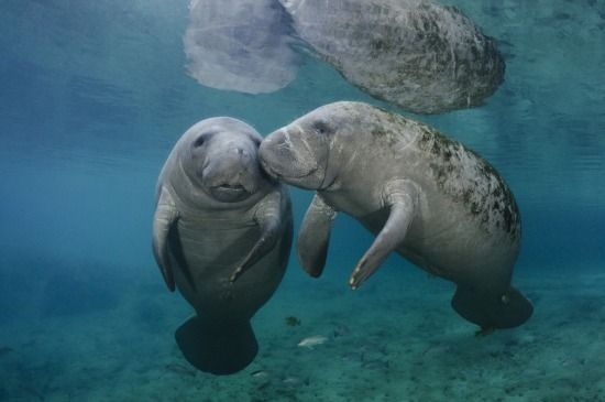 300 Manaties Huyen Del Frio Y Llegan A Reserva Natural En Florida