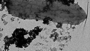 Esta célula de Geobacter, que se parece un poco a un maní gris en esta imagen de microscopio, está moteada con una capa oscura de minerales de cobalto que serían tóxicos para muchos organismos.