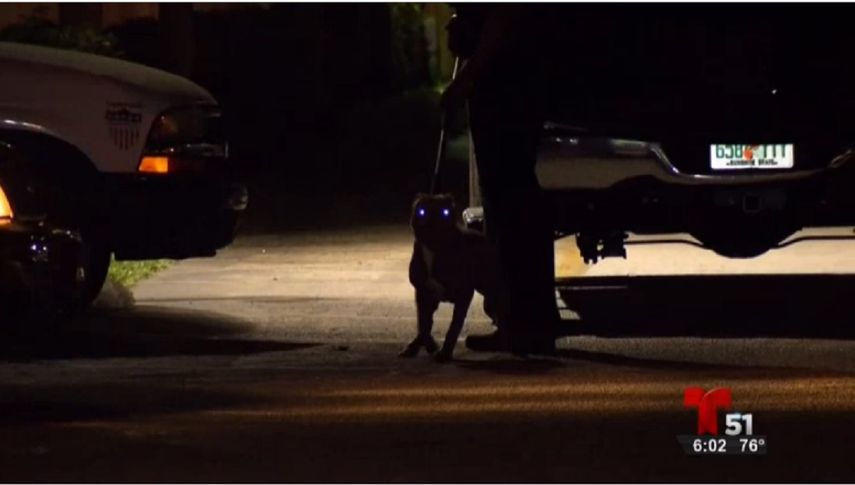 Los animales están bajo custodia de de las autoridades.
