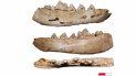 El origen del perro doméstico en Europa se sitúa en Alemania El origen del perro doméstico en Europa se sitúa en Alemania