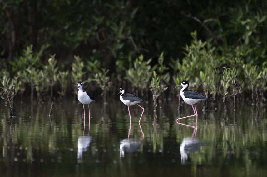 Un grupo de cigüeñuelas (Himantopus mexicanus) descansa en la laguna La Reina en el humedal costero del sector Valle Seco en Higuerote, estado Miranda, Venezuela, el 4 de octubre de 2022.&nbsp;&nbsp;
