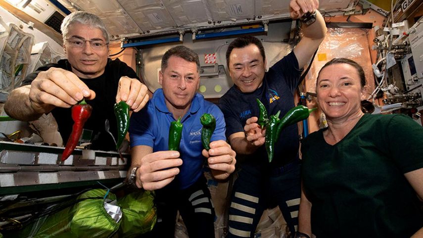 Fotografía proporcionada por la NASA de los astronautas, desde la izquierda, Mark Vande Hei, Shane Kimbrough, Akihiko Hoshide y Megan McArthur, posando con chiles cosechados en la Estación Espacial Internacional el viernes 5 de noviembre de 2021.