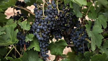 Cuando las uvas se machacan para elaborar los caldos, las toxinas entran en contacto con el jugo, lo cual es potencialmente dañino para los seres humanos, apuntan los investigadores (Foto EFE)