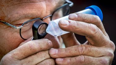 Científico evalúa mosquito transmisor del Zika.&nbsp;