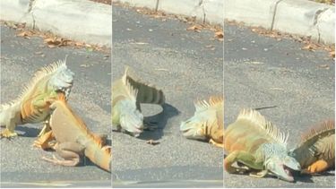 El video había sido visto miles de veces en redes sociales.