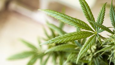 Imagen referencial de una planta de marihuana.