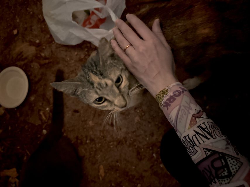 Una gata cariñosa agradece por la comida.